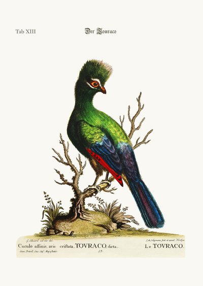 The Touraco, 1749-73 by George Edwards